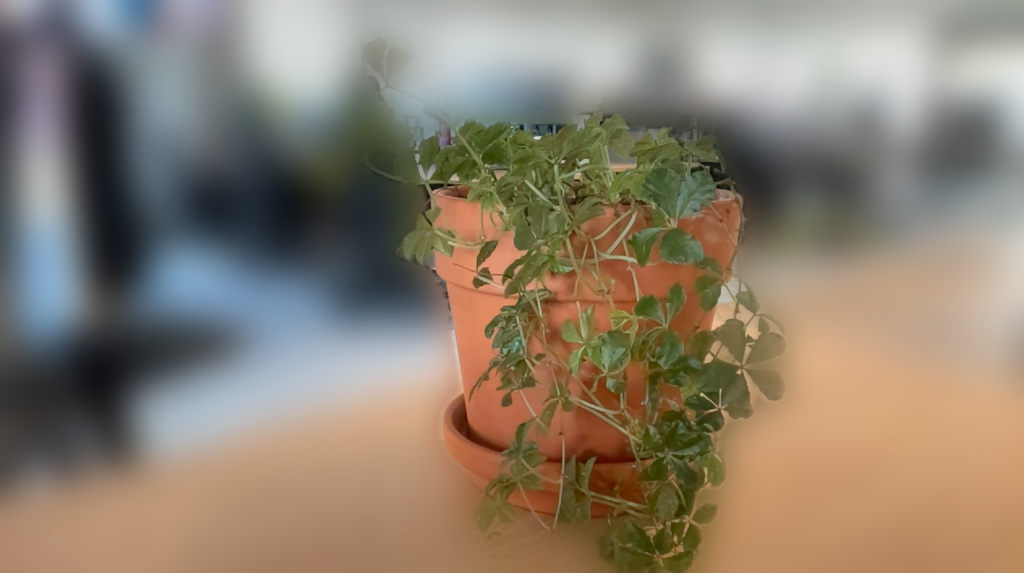 Background Segmentation