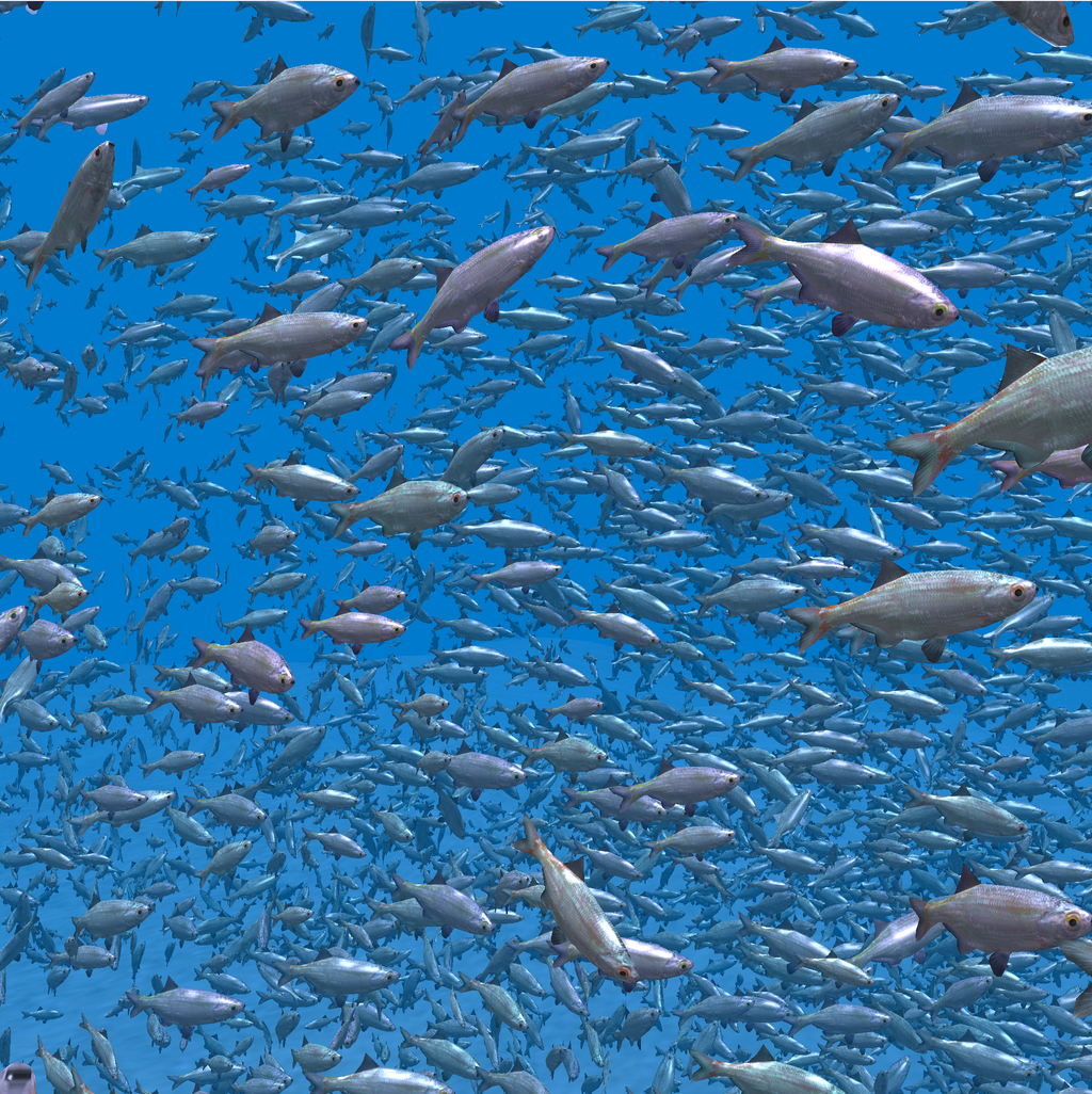 3D Fish