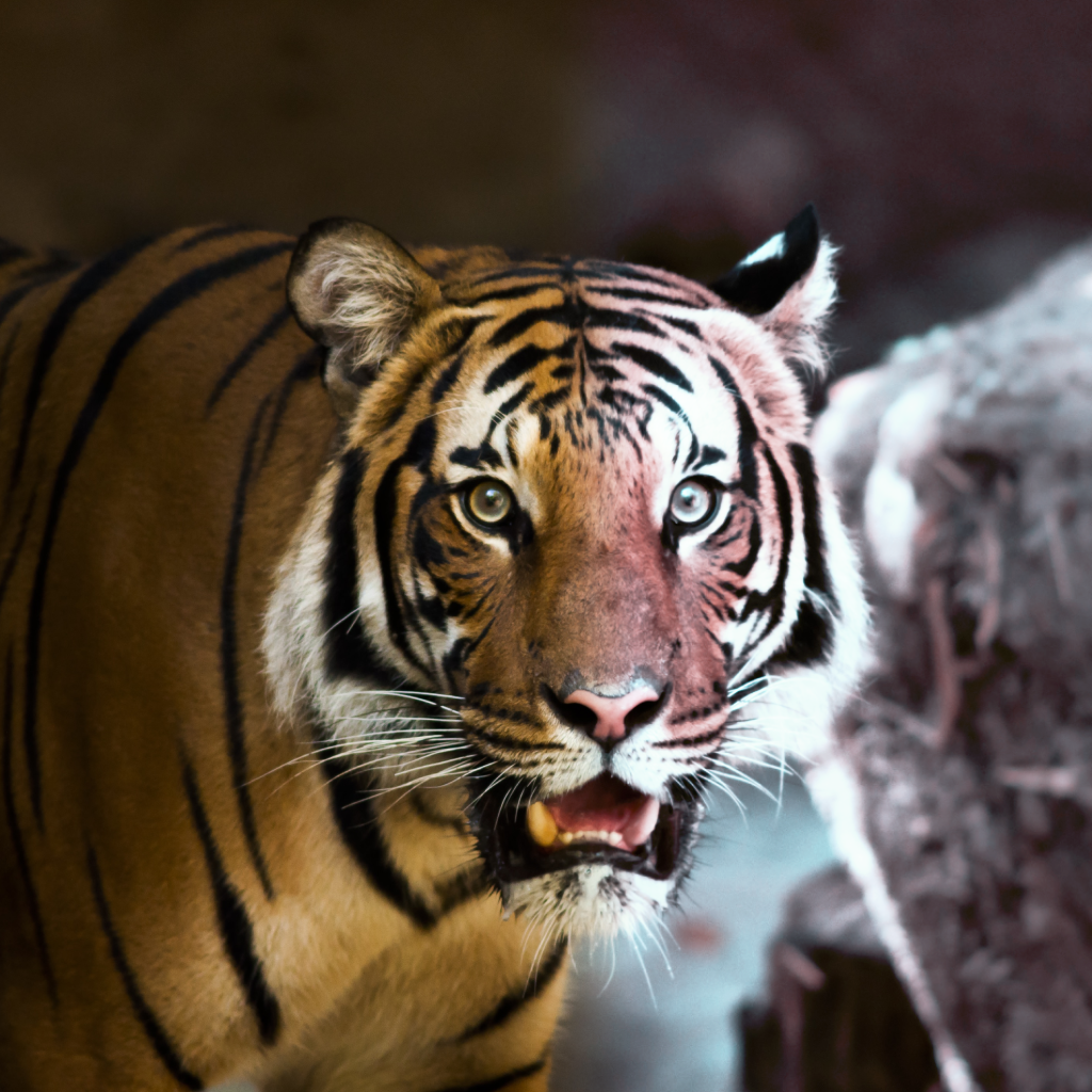 Image Tuning